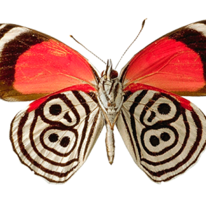Butterfly PNG image
