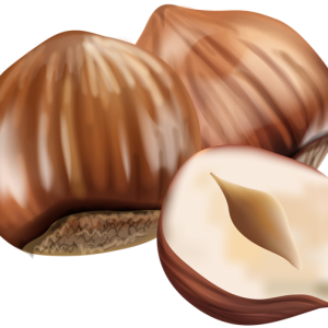 hazelnut PNG