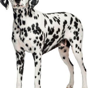 Dalmatian PNG dog