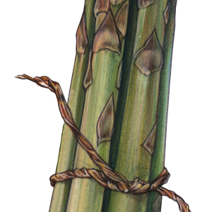 Asparagus PNG