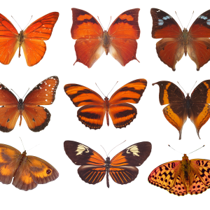 Butterflies PNG