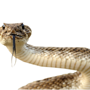 Snake PNG image picture download free