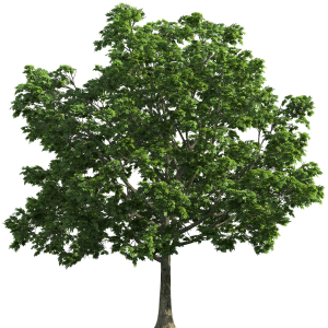 tree PNG