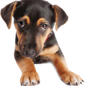 dog PNG image