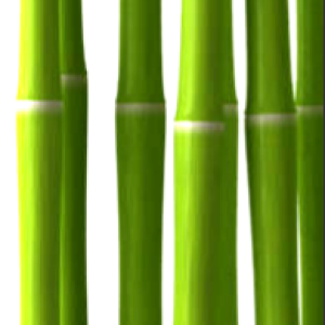 Bamboo PNG