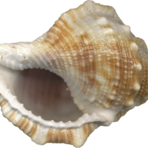 Conch PNG