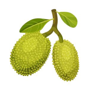 Jackfruit PNG