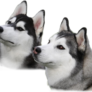 Husky PNG
