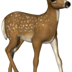Deer PNG image