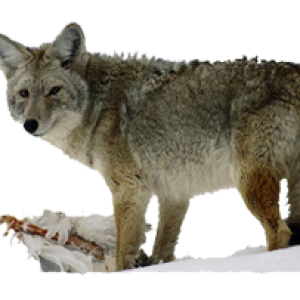 Jackal, coyote PNG
