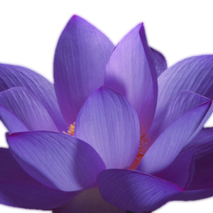 Lotus flower PNG
