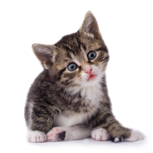 cat png image, free download picture, kitten
