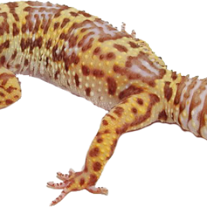 Gecko PNG