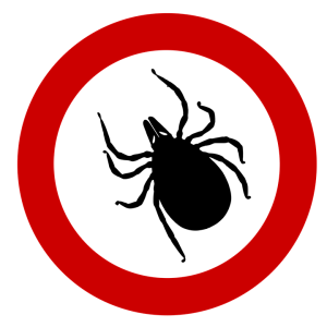Tick insect PNG