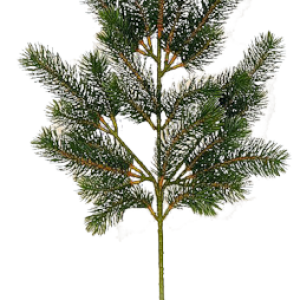 Fir-tree PNG image