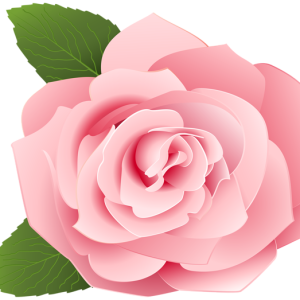 Rose PNG