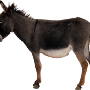 Donkey, ass PNG
