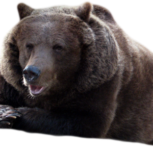 bear PNG
