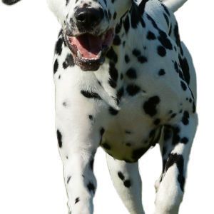 Dalmatian PNG