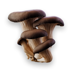 Mushroom PNG image