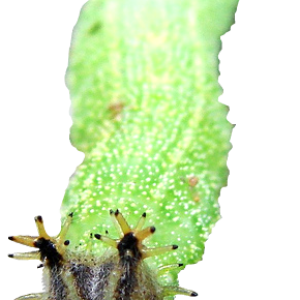 Caterpillar PNG