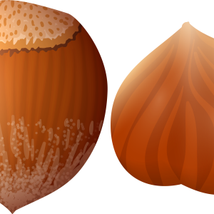 hazelnut PNG