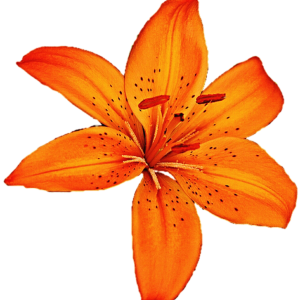 Lilium PNG