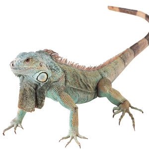 Iguana PNG