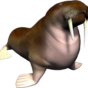 Walrus PNG
