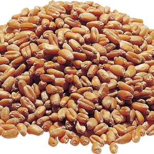 Wheat PNG