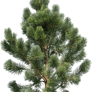 Fir-tree PNG image