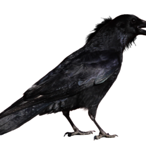 Raven PNG