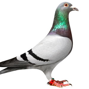 Pigeon PNG