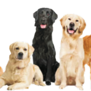 Labrador Retriever PNG