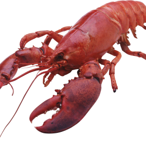 Lobster PNG