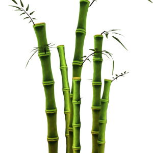 Bamboo PNG