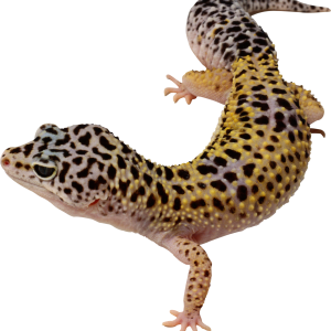 Gecko PNG