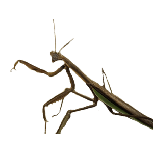 Mantis PNG