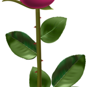 Rose PNG