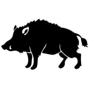 Boar PNG