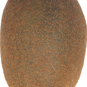Kiwi PNG image, free fruit kiwi PNG pictures download