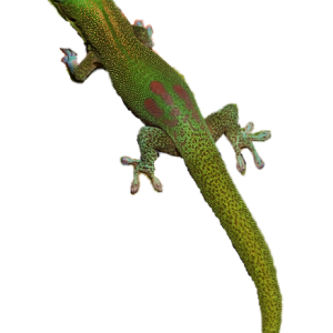 Gecko PNG