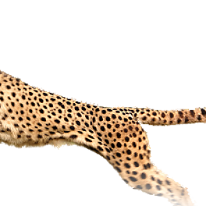 Cheetah PNG