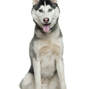 Husky PNG