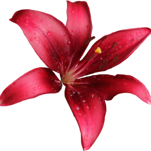 Lilium PNG