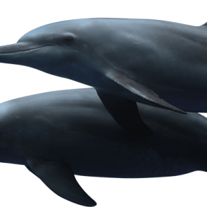 Dolphin PNG
