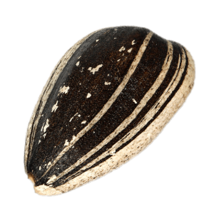 Sunflower seeds PNG