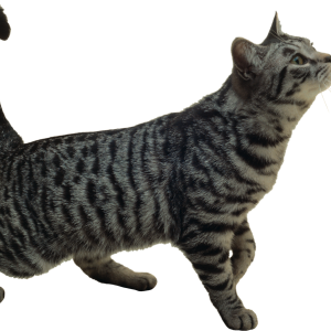 Cat with gray stripes PNG