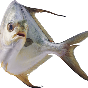 Fish PNG