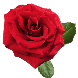 Rose PNG